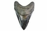 Fossil Megalodon Tooth - Large Lower Tooth #156536-2